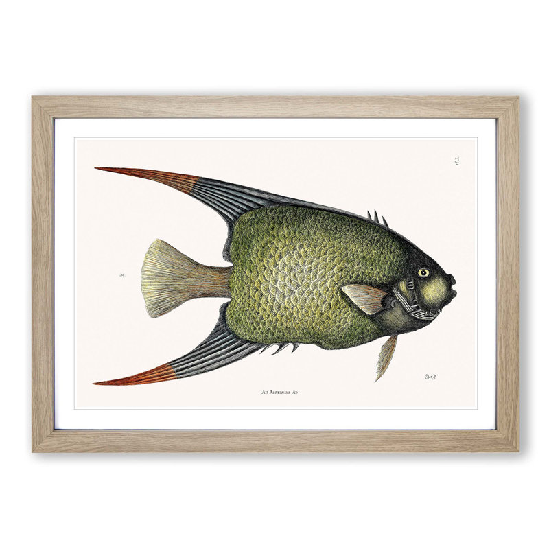 Angel Fish by Mark Catesby - Single Picture Frame Painting, Oak Framed, 45cm H x 63cm W x 2cm D