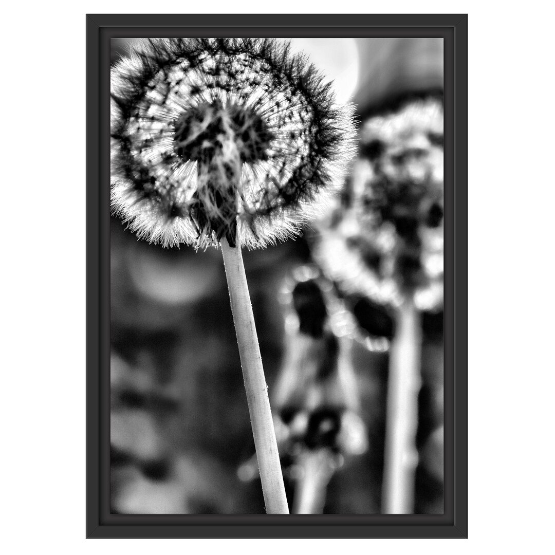 Gerahmtes Wandbild Pusteblume