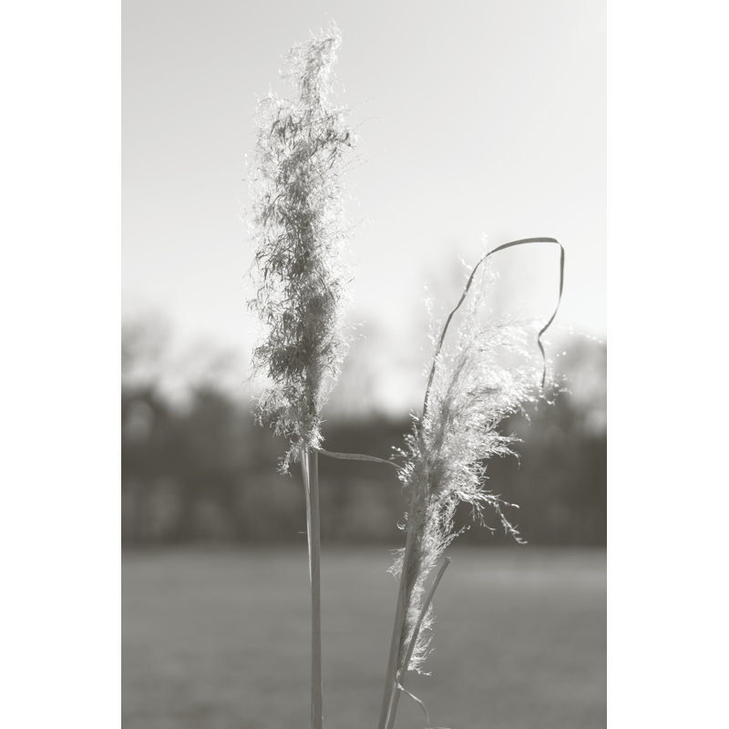 Ethereal Pampas IV by Jason Johnson - Wrapped Canvas Print, 91cm H x 61cm W