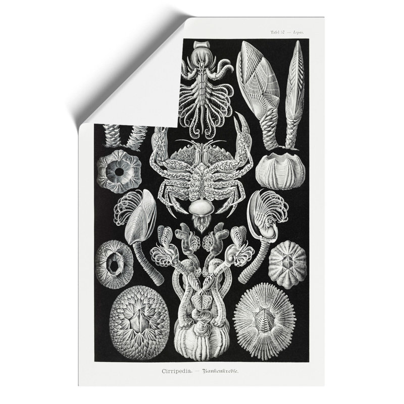 Barnacle by Ernst Haeckel - Frameless Print, 42cm H x 30cm W x 0.1cm D
