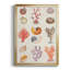 «Coral and Shell Collage I», impression sur papier-88436730-88436734
