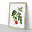 Red Mulberry Tree by Pierre-Joseph Redoute - Framed Print-55598070-55598071