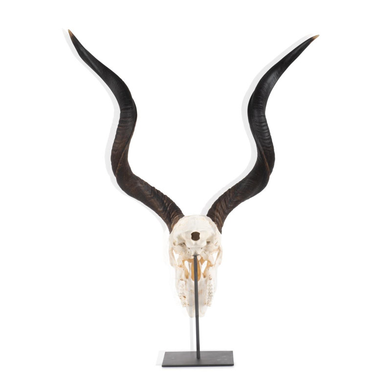Mounted Kudu Skull, 36" H x 21" W x 10" D
