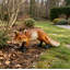 Figurine de renard roux sauvage en résine