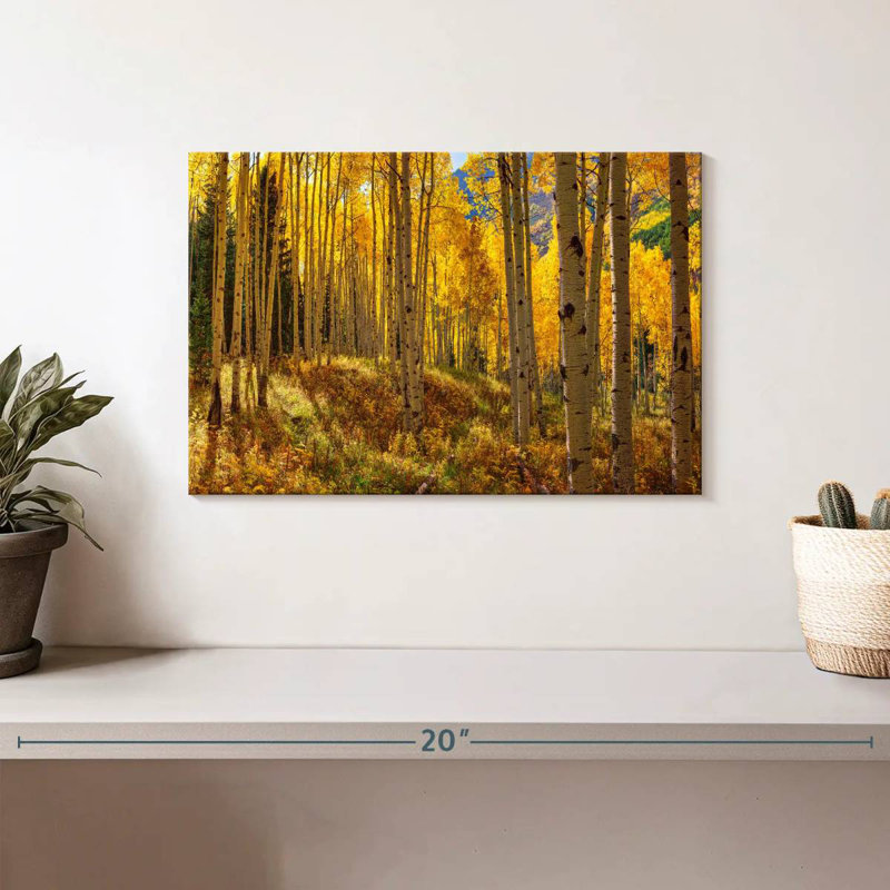 Autumn Aspen Forest, Colorado, États-Unis, H 8 po x l 12 po