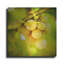 Winston Porter «Spring Fruit» par Jessica Rogers, art mural en métal-394158970