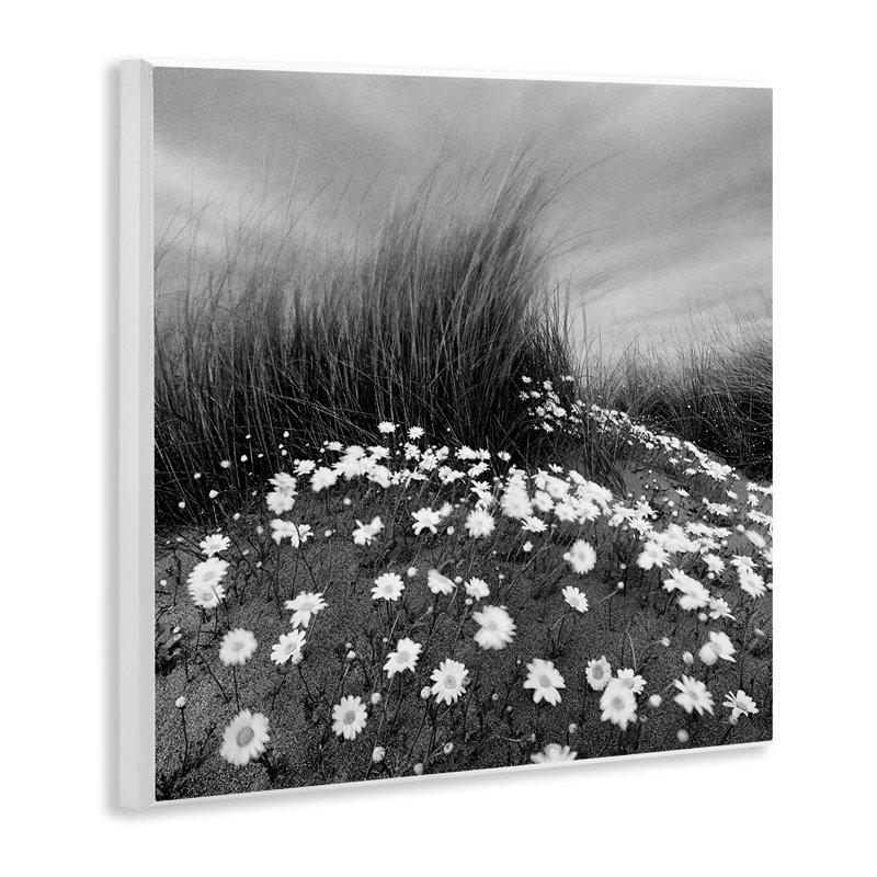 "Sand Daisies on Hill" par Chip Forelli