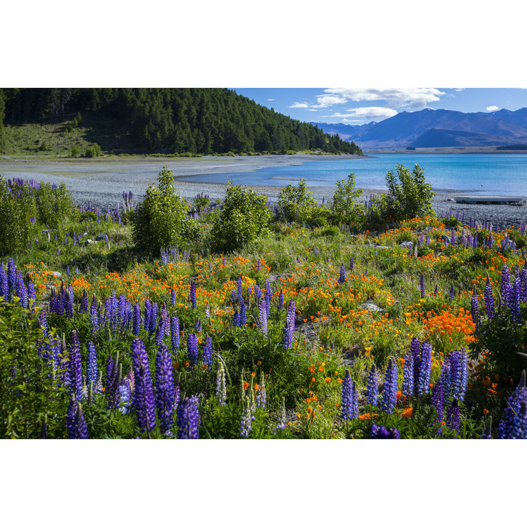 Blumen am Lake Tekapo von Shells - Leinwandbild