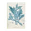 Delesseria Print by Henry Bradbury-26775544-26775545
