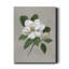 Magnolia botanique - reproduction d'art sur toile tendue-1661912568