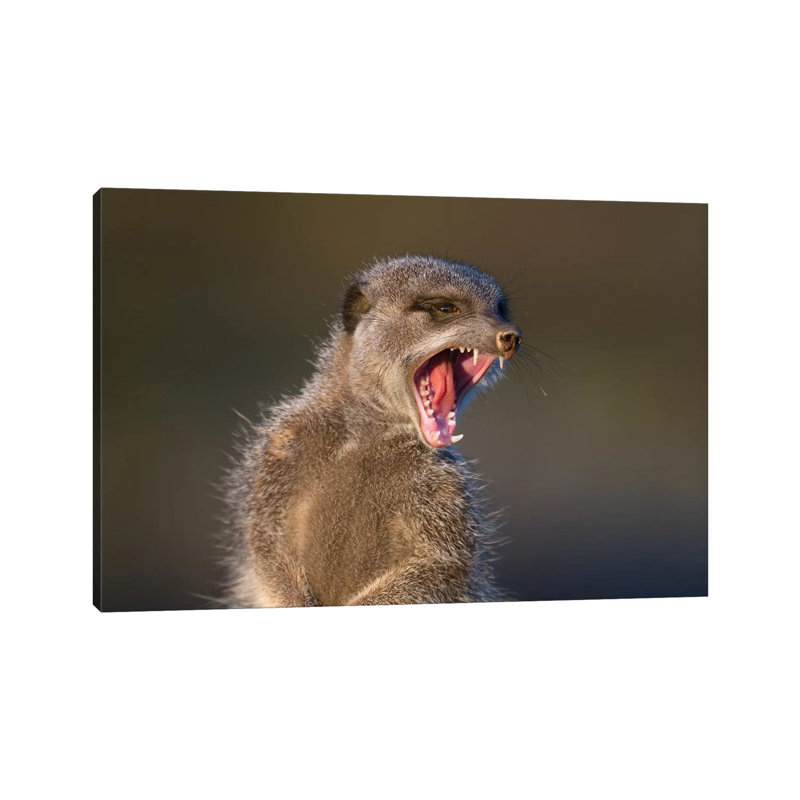 Meerkat Yawn by Mogens Trolle - Wrapped Canvas Print, 20.32 cm H x 30.48 cm W