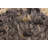 Cervantes Wool Geometric Indoor Rug