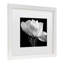 «Gardenia» par Michael Harrison-1064858211-1064858215
