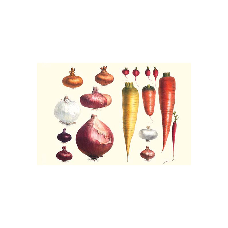 Oignon et carottes-impression d’art graphique, H 20 po x l 30 po x P 1,5 po