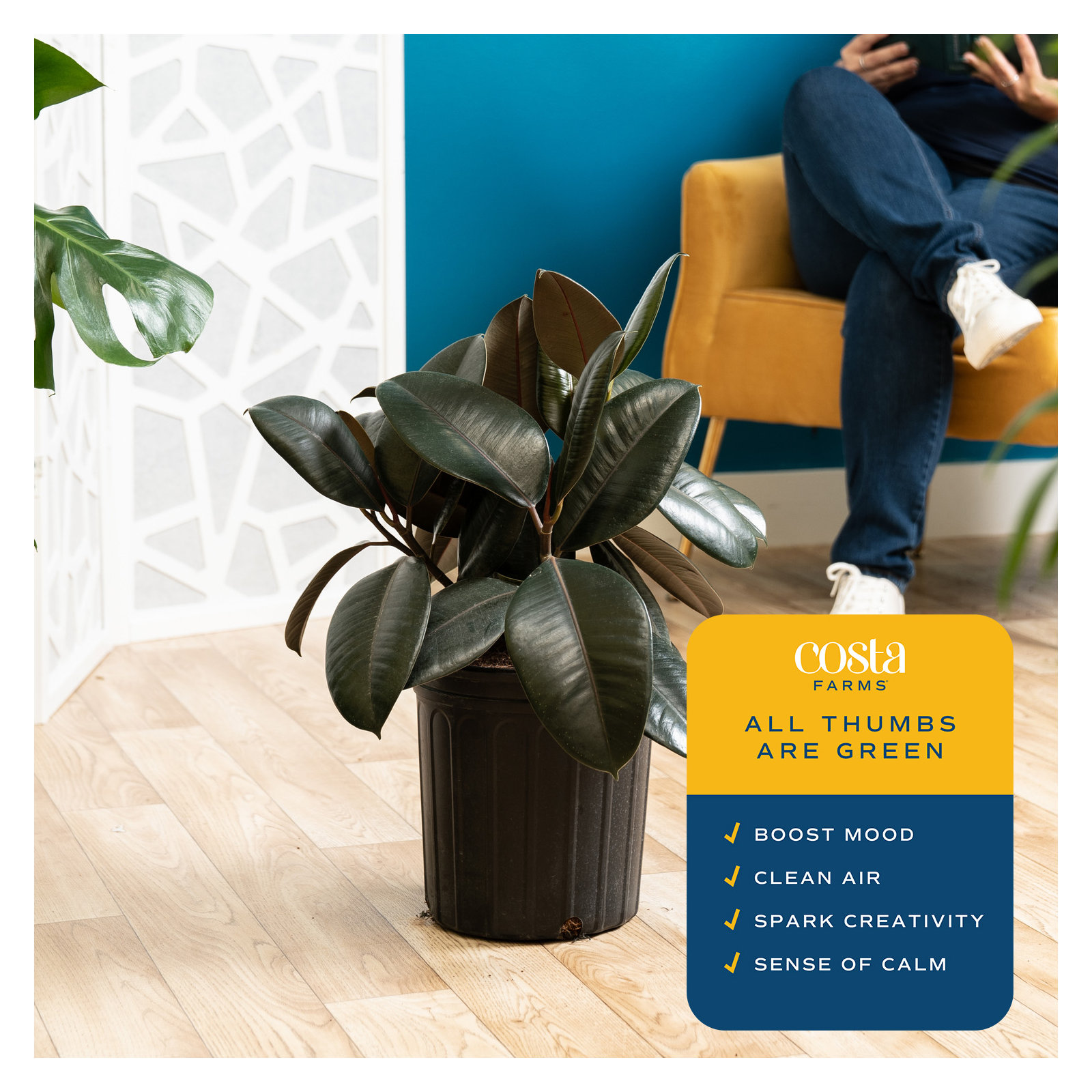 Costa Farms Indoor Burgundy Rubber House Plant in 10-inch Grow Pot
