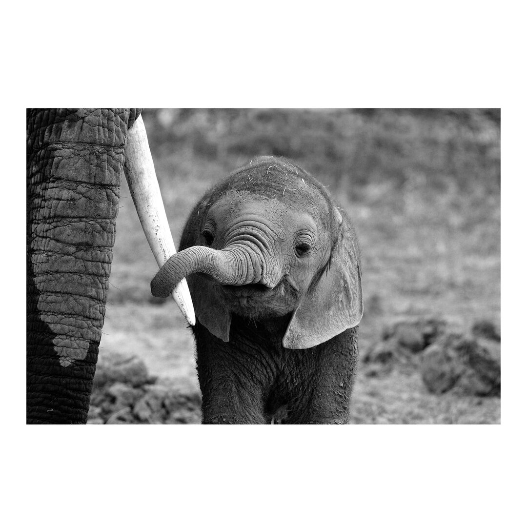 Seidenmatte Fototapete Baby Elefant