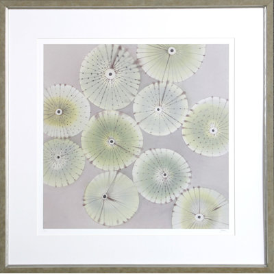 Sea Urchins 3 Print by Heaton