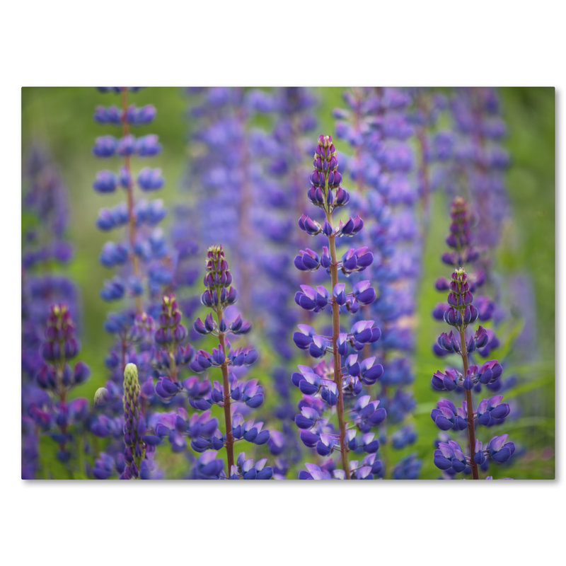«Blue Lupine Flowers» par Cora Niele, reproduction de photo sur toile tendue, H 18 po x l 24 po x P 2 po