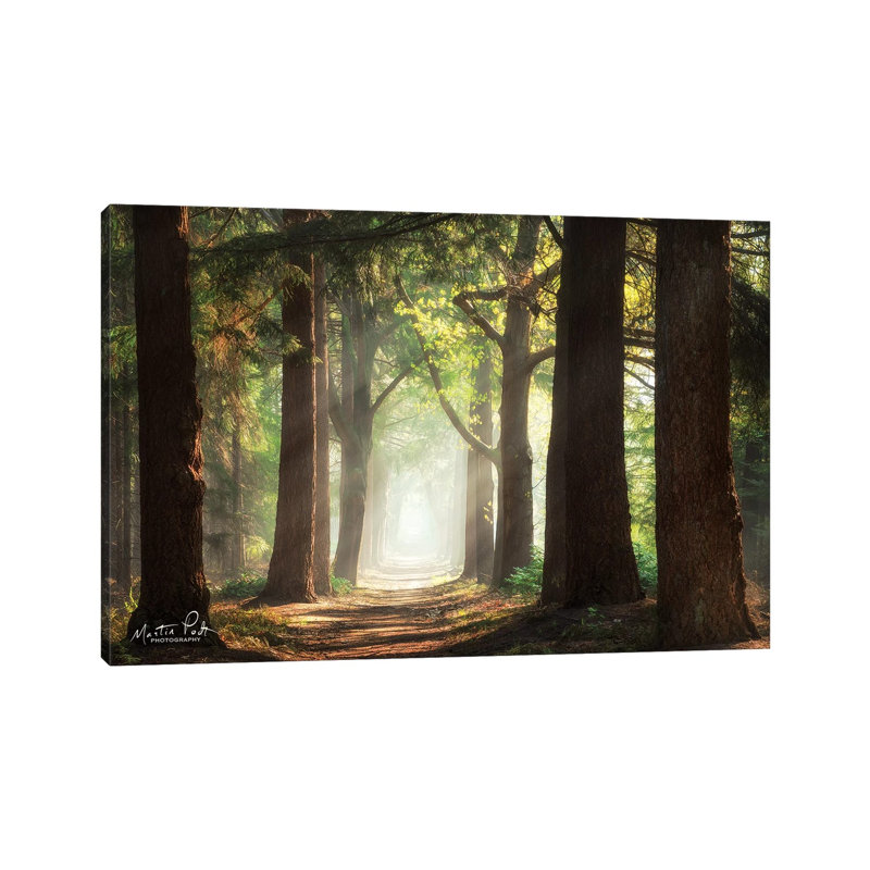Fresh Green Forest by Martin Podt - Wrapped Canvas Print, 66.04 cm H x 45.72 cm W