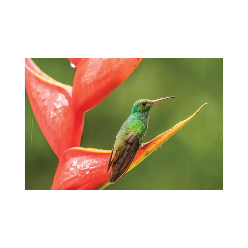 Costa Rica, Sarapiqui River Valley. Rufous-Tailed Hummingbird On Heliconia Plant. by Jaynes Gallery - Wrapped Canvas Print