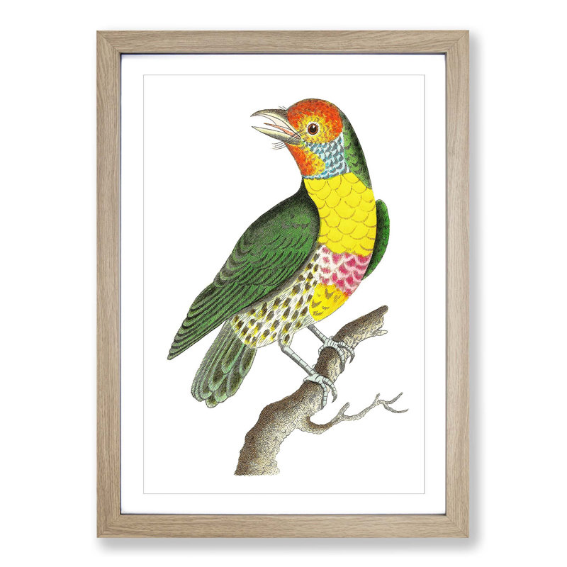 Mayna Barbet Bird by George Shaw - Picture Frame Painting Print, 36cm H x 27cm W x 2cm D, Oak Framed