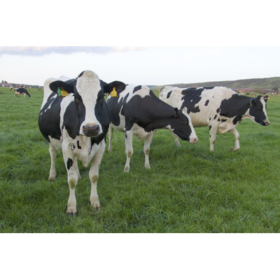 " Dairy Cows In Field " by Cgrouse