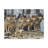 Wolf Pack Stretched Canvas Wall Art