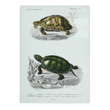 Tempered Glass Tortoise and Turtle Illustrations PL. 1 by Charles D' Orbigny Chopping Board