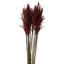 Zellmer 36'' H Preserved Plume Reed Bundle-2133009284