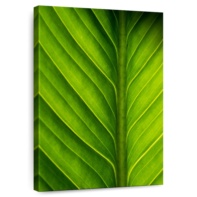 Feuille de gingembre Harnek, H 12 po x l 8 po