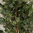 Faux Ficus Tree in Plastic Planter-62910020