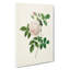 Pretty Pink Roses by Pierre-Joseph Redoute - Wrapped Canvas-55322764