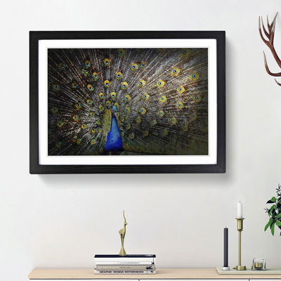 Peacock with Outstretched Feathers - Framed Print