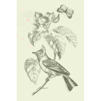 Photographie d'un oiseau français par Wild Apple