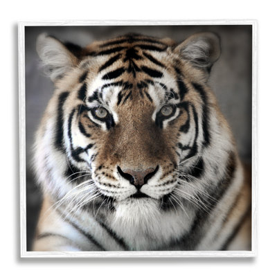 Tigre, gros plan, reproduction d'art par estampe numérique par Danita Delimont
