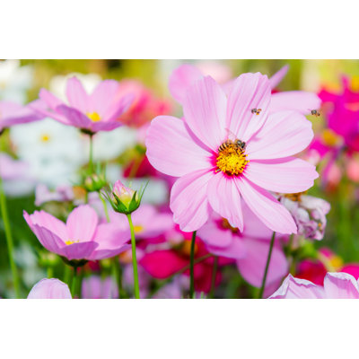 Cosmos Flowers - Photographie sur toile tendue