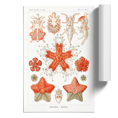 Asteridea Starfish by Ernst Haeckel - Frameless Print