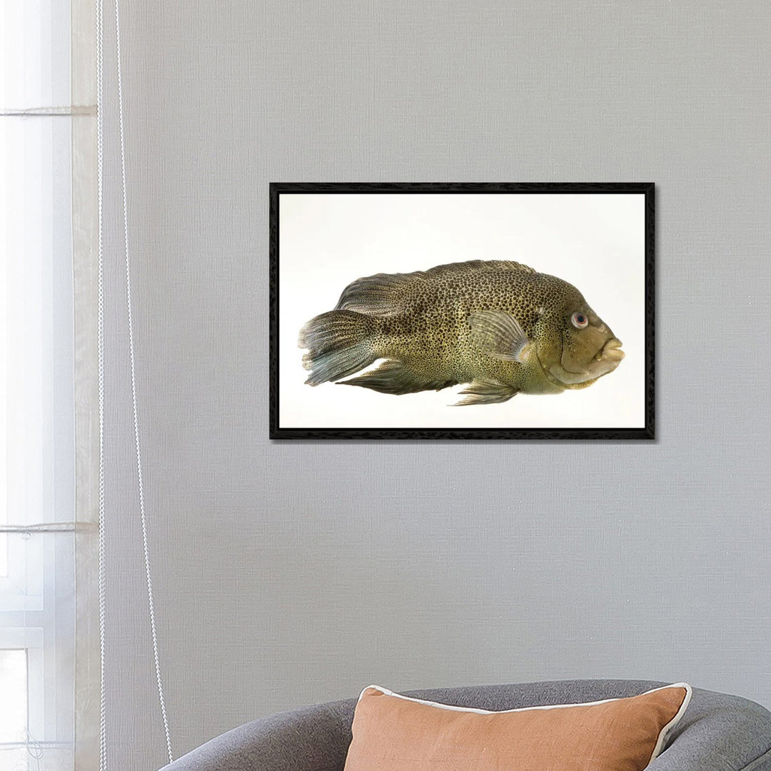 A Sinaloan Cichlid At The Arizona Sonora Desert Museum von Joel Sartore - Galerie-verpackte Leinwand Giclée auf Leinwand