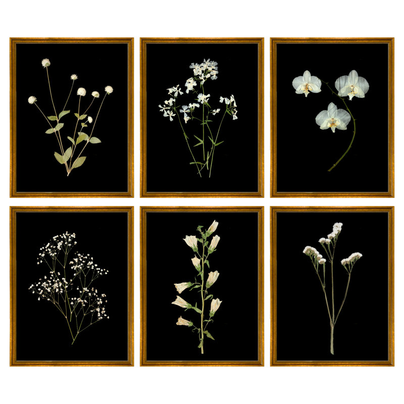Pressed Botanical Giclees On Black Set by Sandy Whitaker, 35" H x 39.75" W, Antique Gold