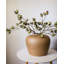 Artificial Eucalyptus Pods 24.5"