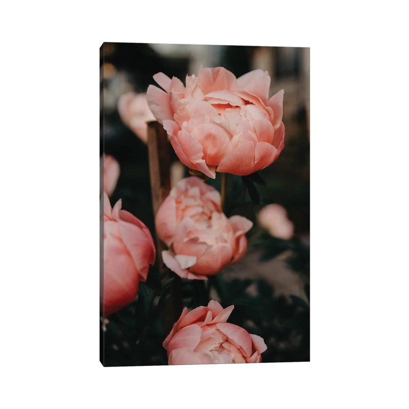 Peony Garden by Chelsea Victoria - Wrapped Canvas Print, 30.48 cm H x 45.72 cm W