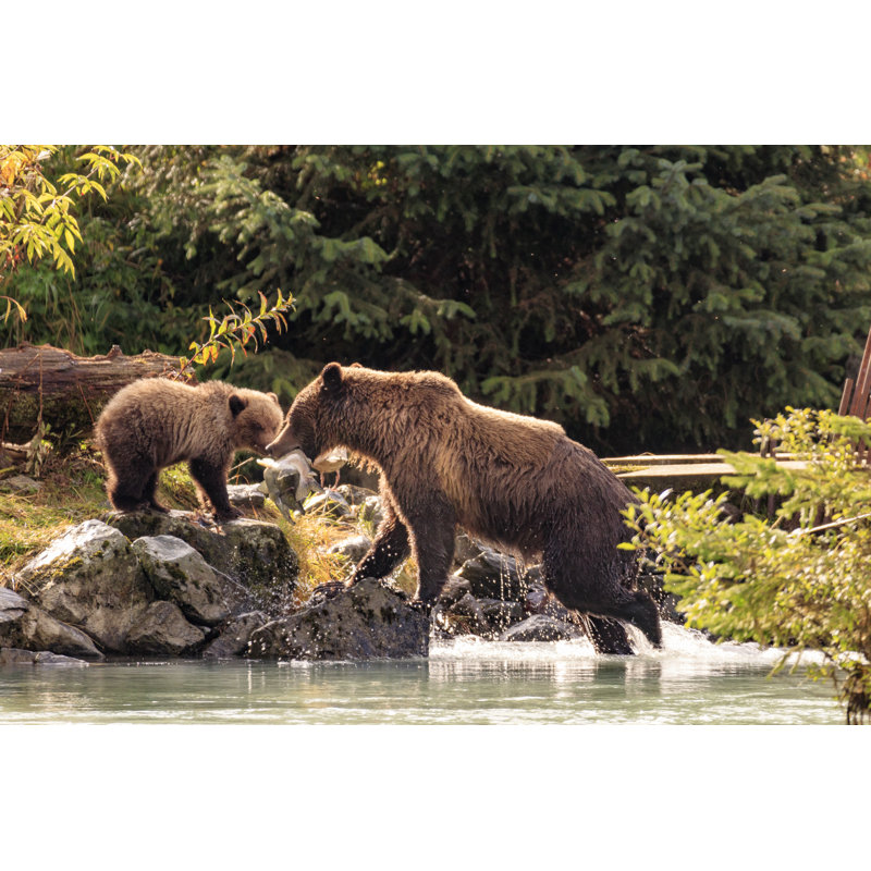 Mother Bear Fishing With Cubs In Chilkoot River Haines Alaska - Wrapped Canvas Print, 81cm H x 122cm W x 3.8cm D