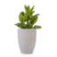 Pot de fleurs en céramique, pot de fleurs moderne pour patio, jardin, rebord de fenêtre-1046580829
