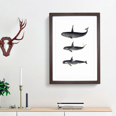 Orca Killer Whales by C.M. Scammon - Framed Print