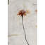 Red Fern I Painting by Leftbank Art-26727495-26727497
