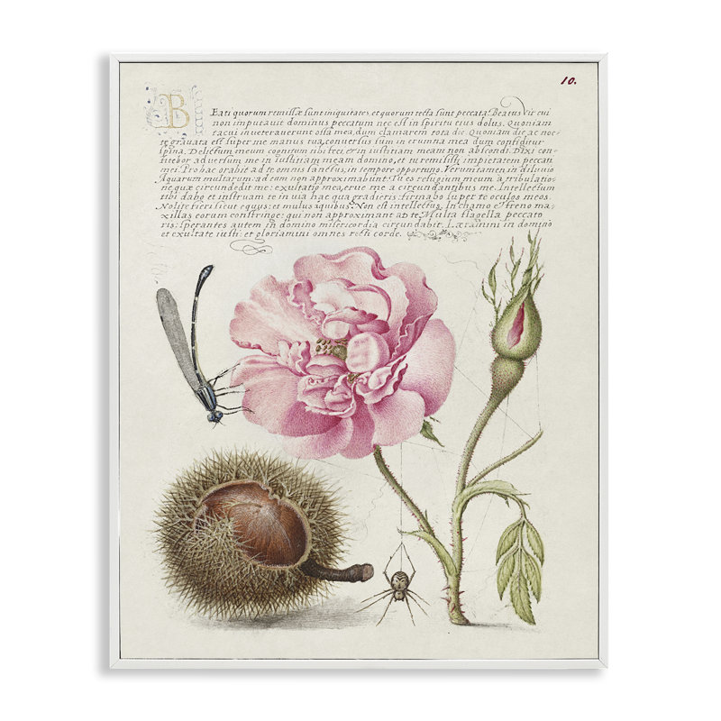 Antique Study Page Giclee Art by Joris Hoefnagel, Coastal White Framed Giclee, 30" H x 24" W