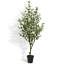 TREE EUCALYPTUS GROWER 7FT