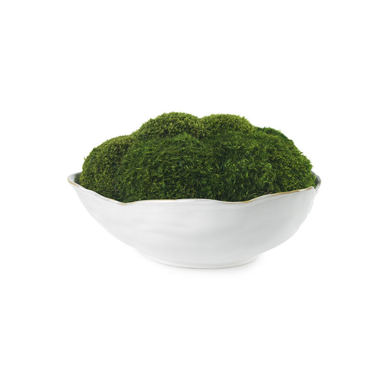 Moss in White Ceramic Bowl