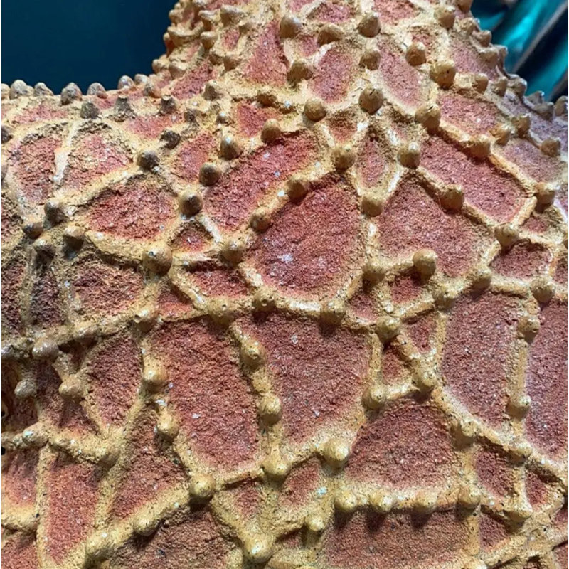 Comic Cushion Starfish Statue