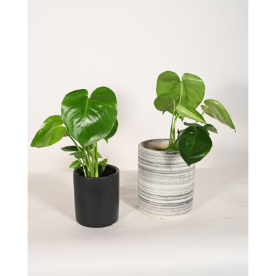 Upshining Live Foliage Plant in Ceramic Pot